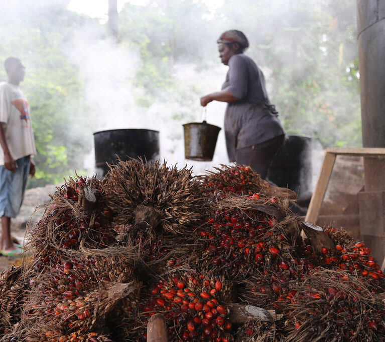 Palm Oil and Plantain Supplier