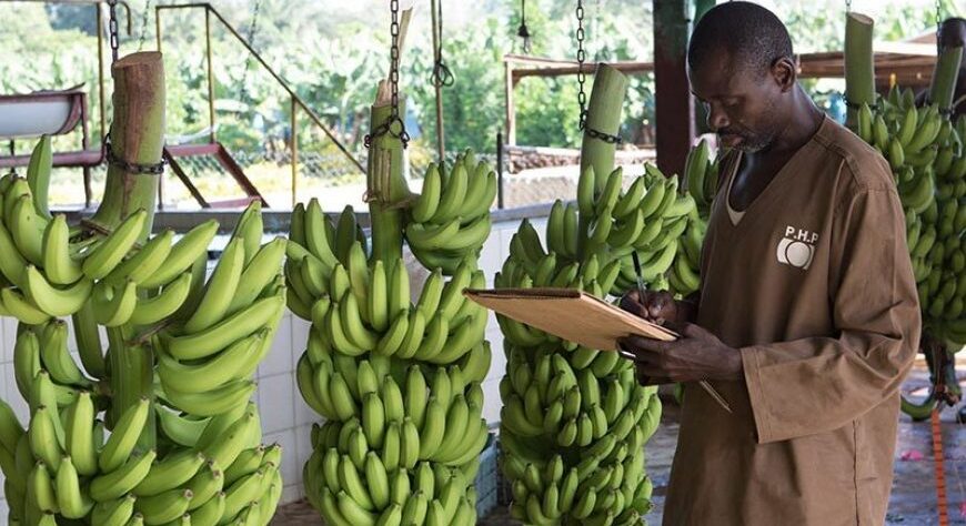 Plantain Supplier