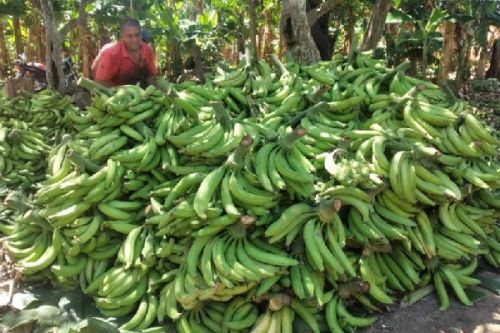 Plantain export