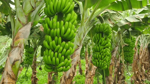 Fresh plantain grown in Cameroon
