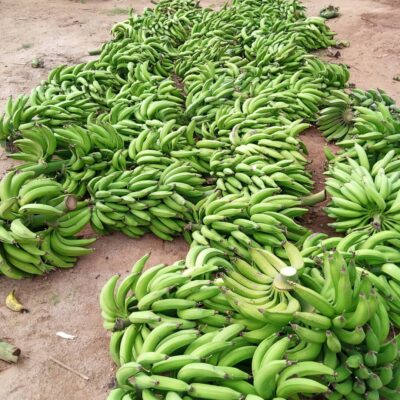 fresh plantain from Cameroon