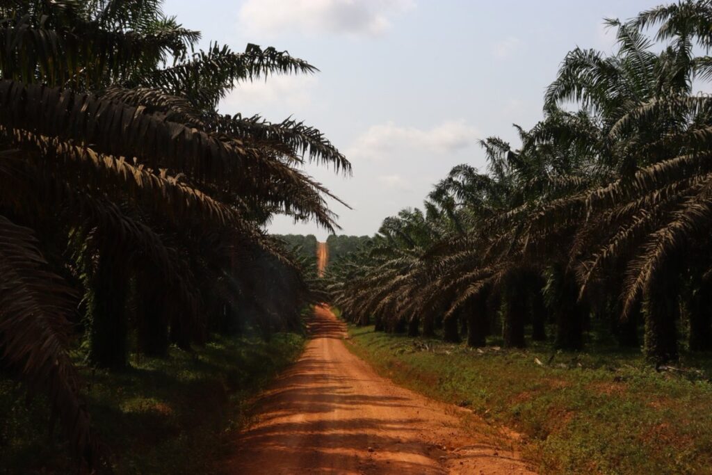 palm oil and plantain supplier