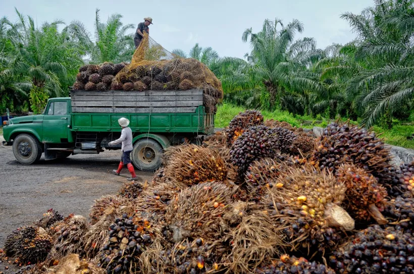 Agronjafuh – Palm Oil and Plantain Supplier