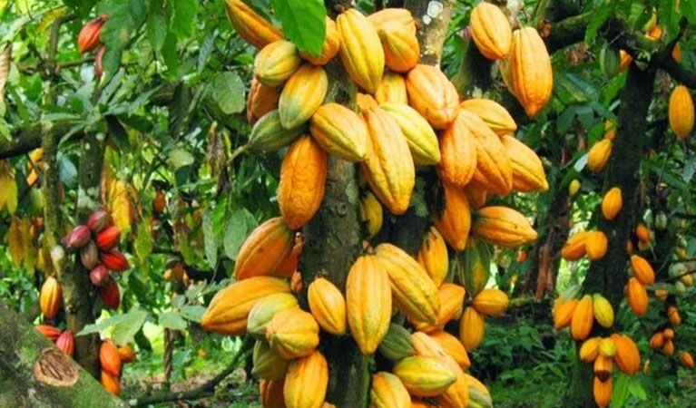 palm oil and plantain supplier