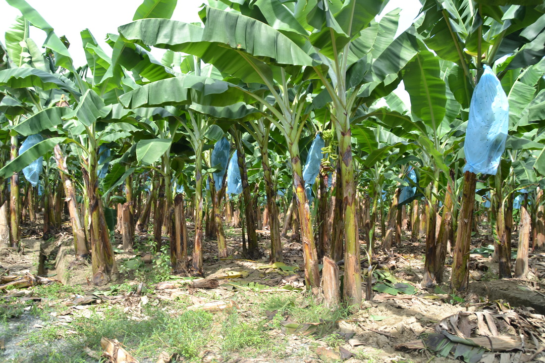 Palm oil and plantain supplier farm